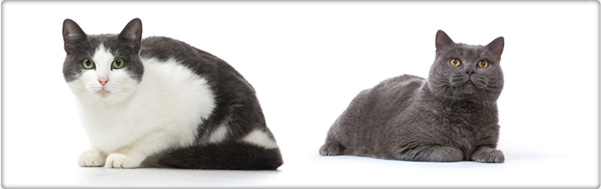 TROVET dietetyczna karma dla kotów TROVET dietetyczna karma dla kotów