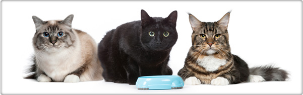 TROVET hipoalergiczna karma dla kotów