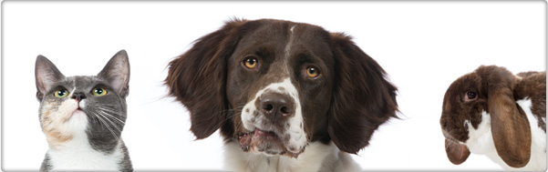 veel gestelde vragen